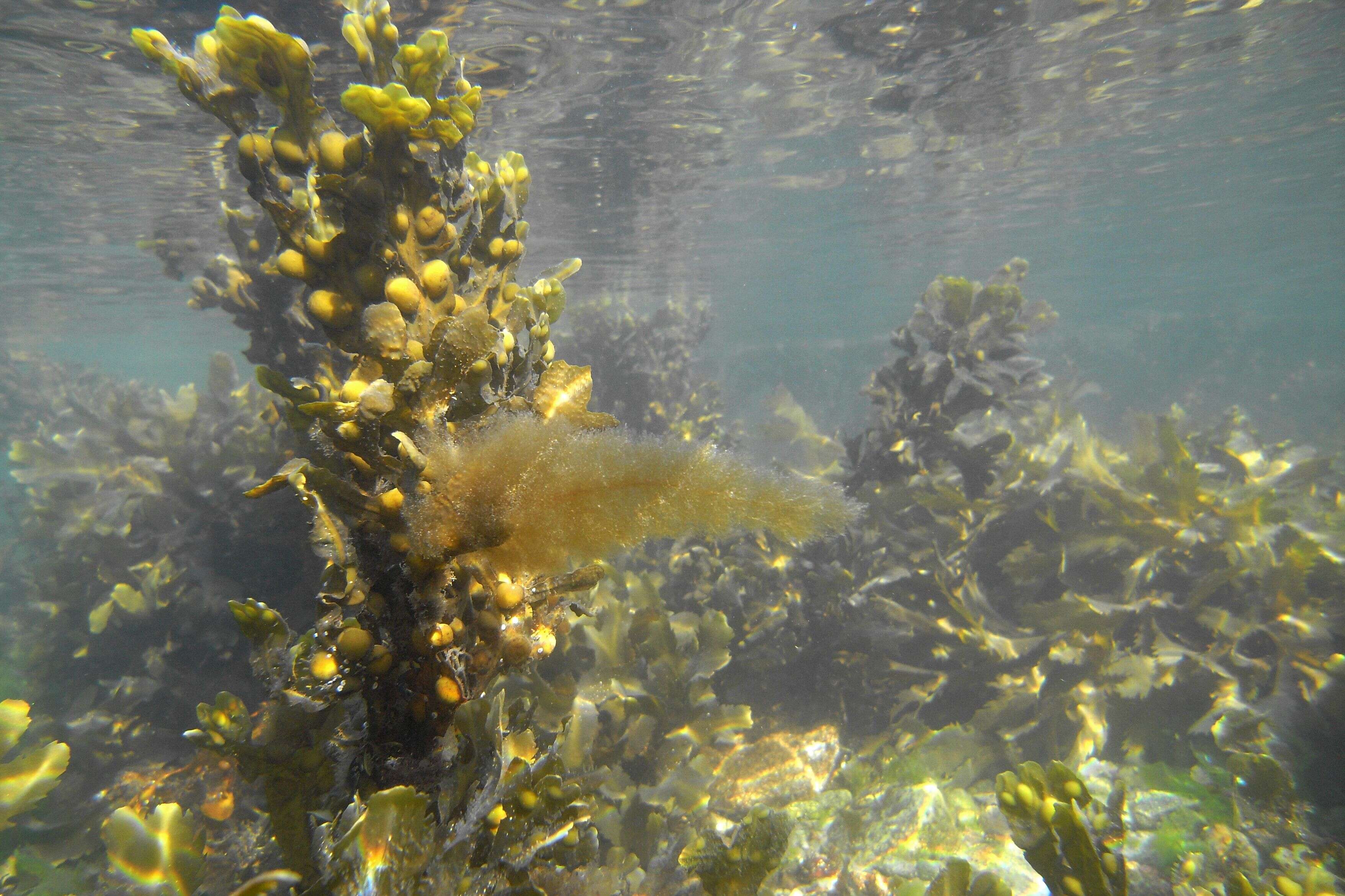 Image of Bladder Wrack