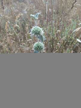 Image of horehound