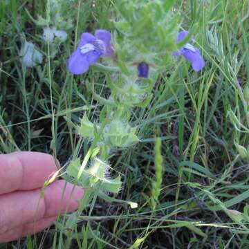 Image of Texas sage