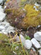 Imagem de Scirpus maximowiczii C. B. Clarke