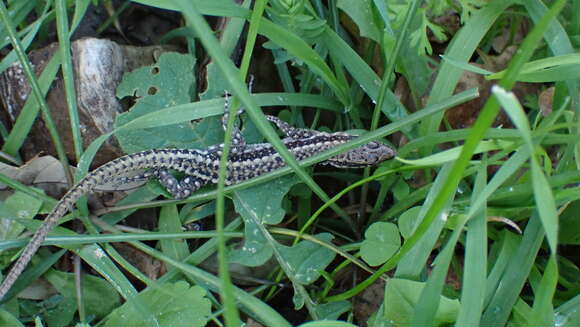 Image of Anatolian Rock Lizard