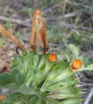 Image of Broadleaf leonotis