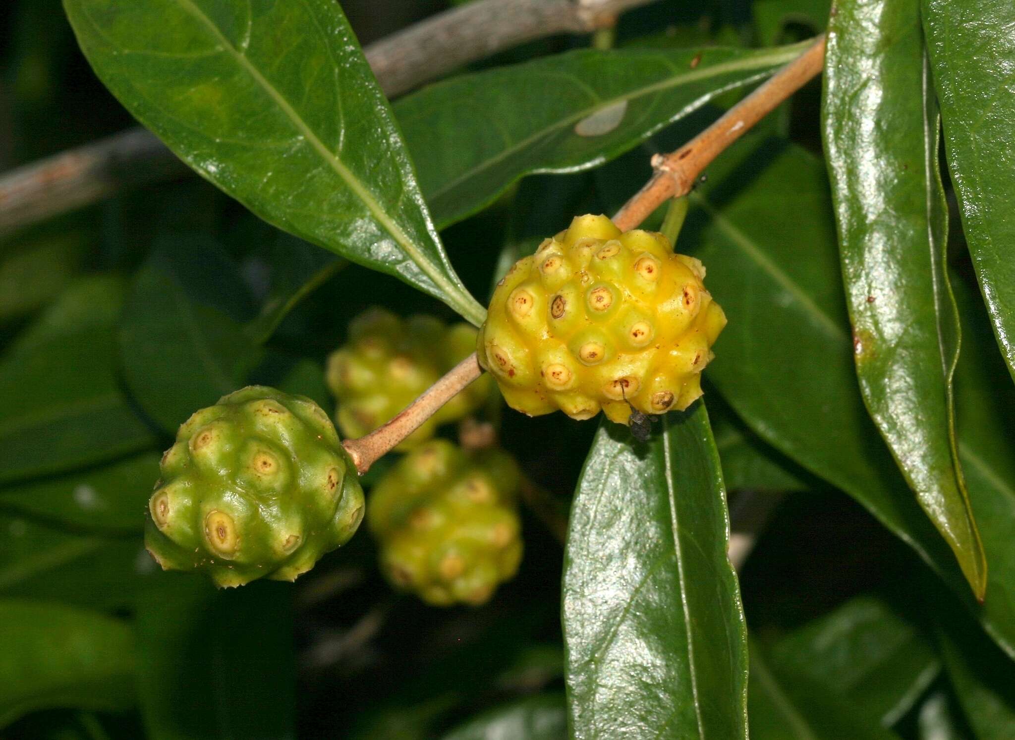 Image de Morinda royoc L.