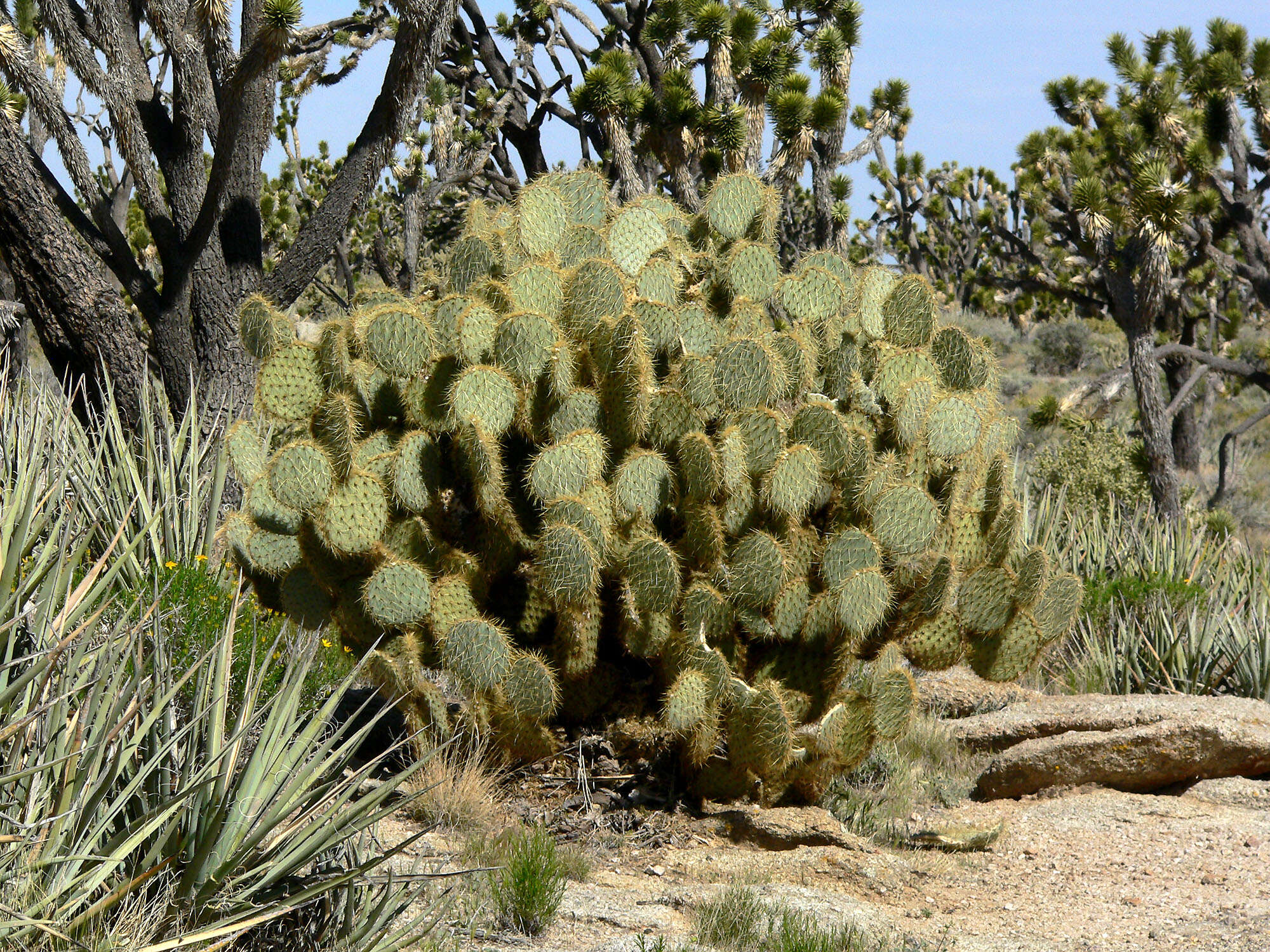 Image of Dollar-joint Prickly-pear