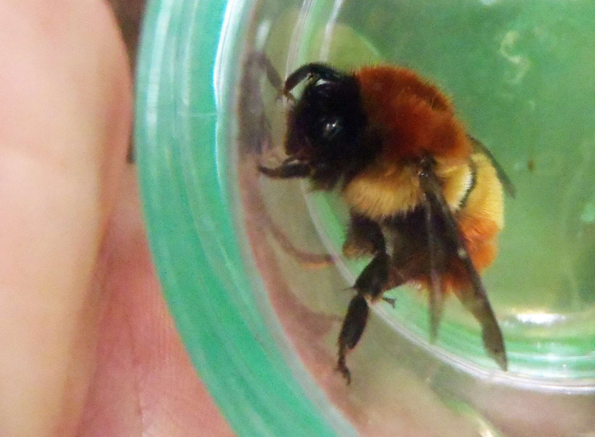 Bombus ephippiatus Say 1837 resmi