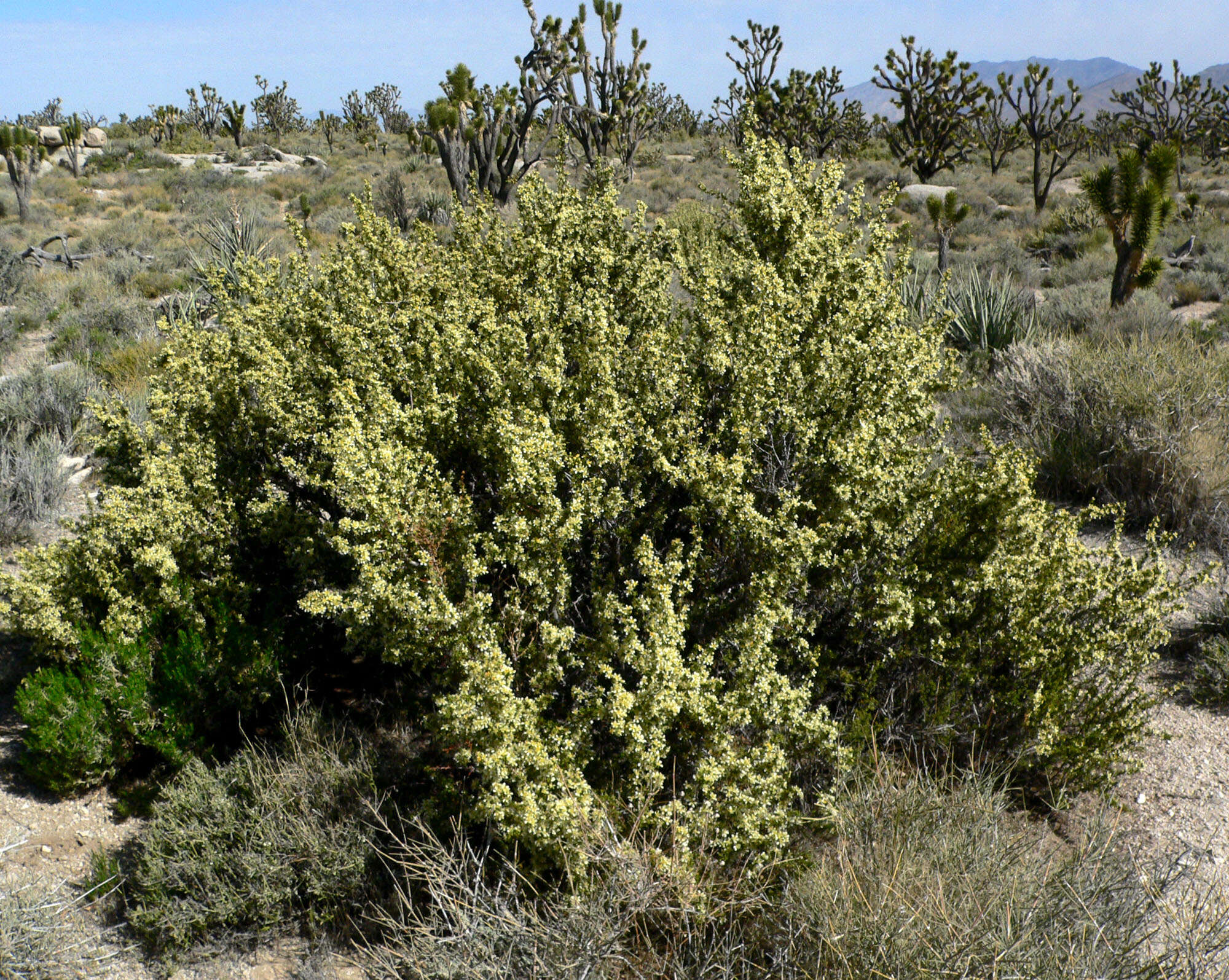 Image of desert bitterbrush