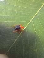 Image of Tomapoderus ruficollis (Fabricius & J. C. 1781)