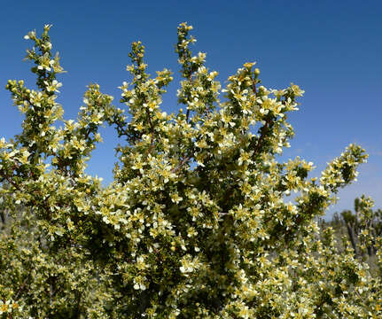 Image of desert bitterbrush