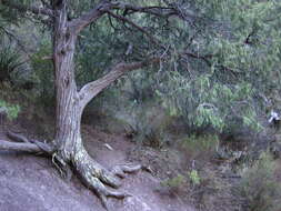 Image of Drooping Juniper