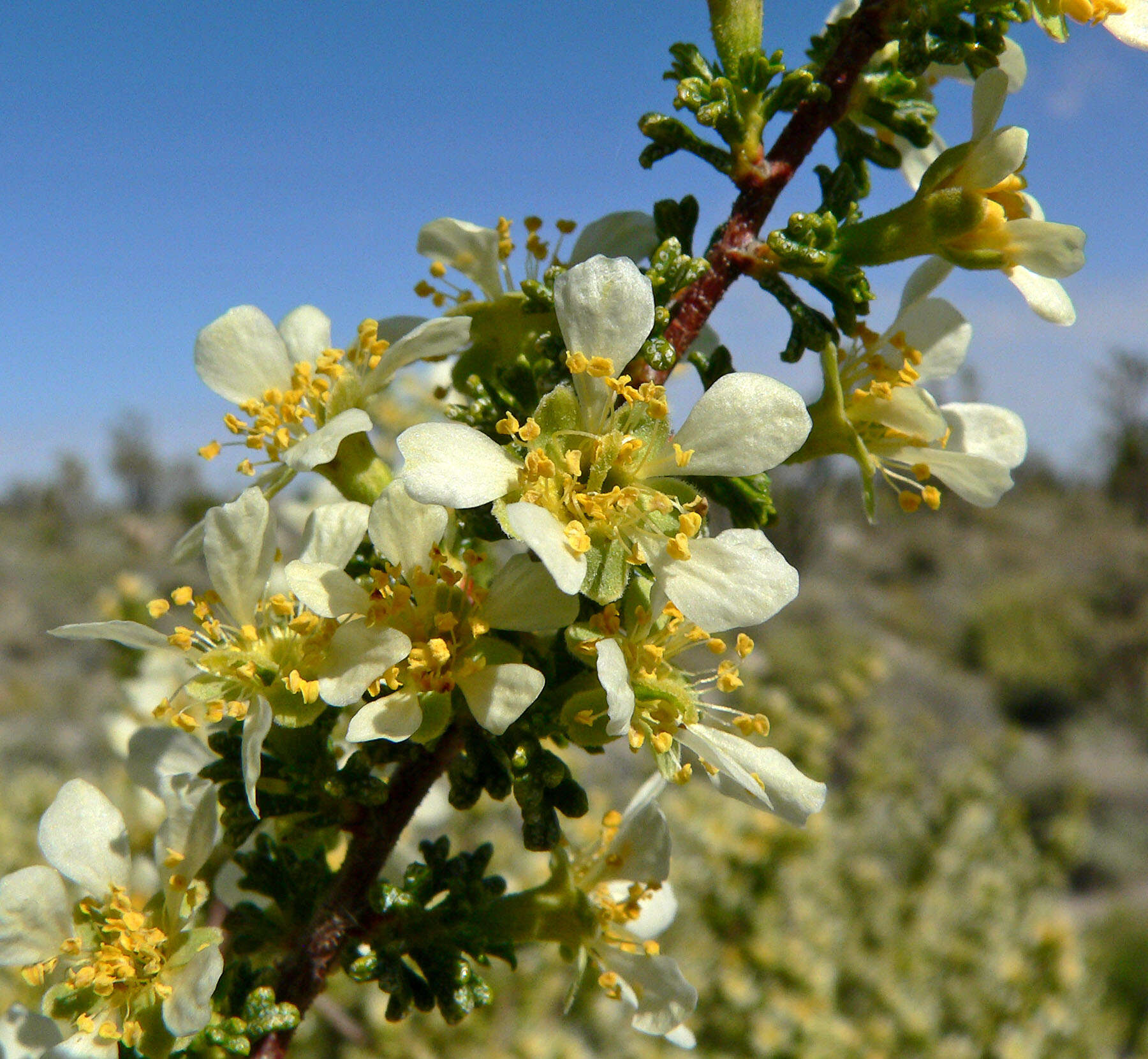 Image of desert bitterbrush