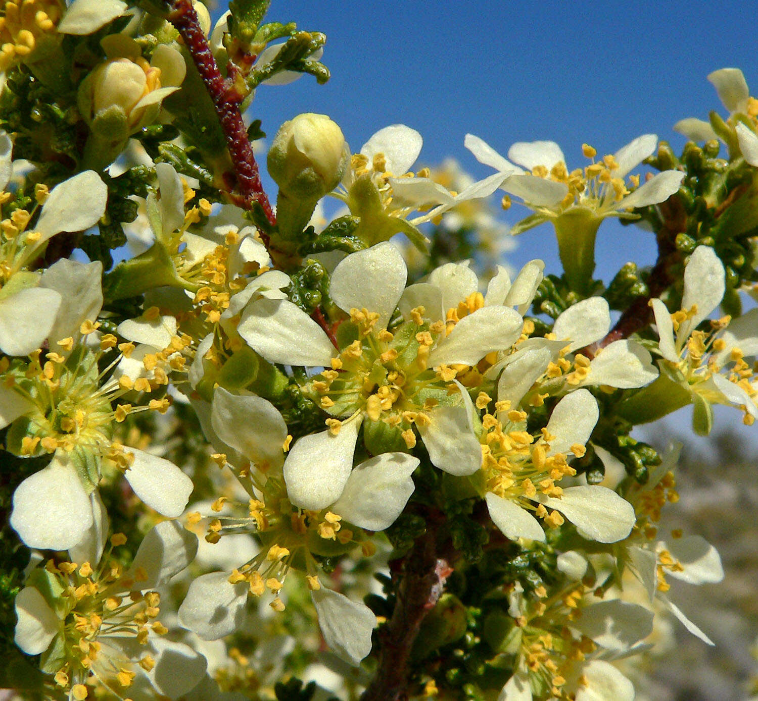 Image of desert bitterbrush