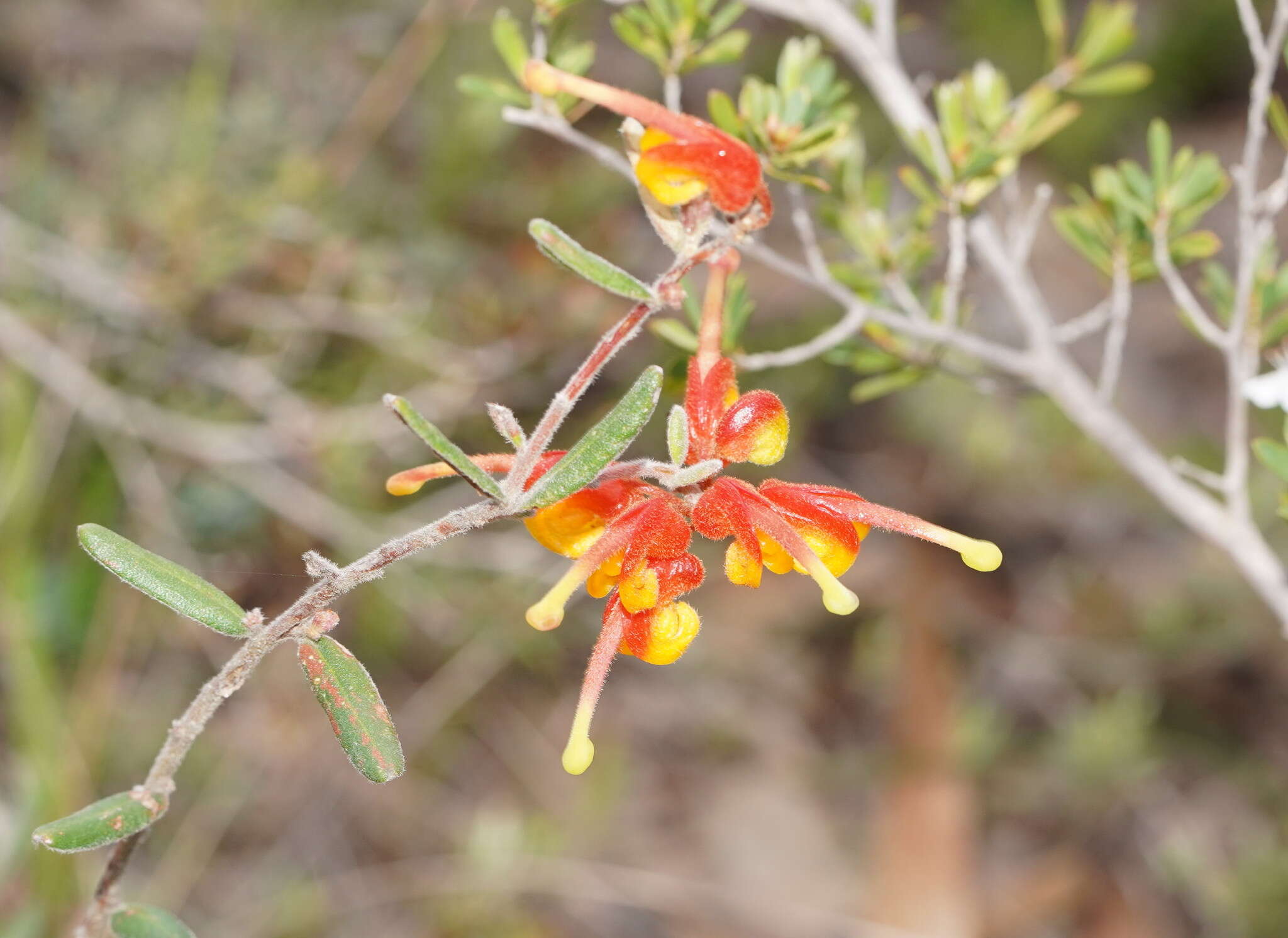 صورة Grevillea alpina Lindl.