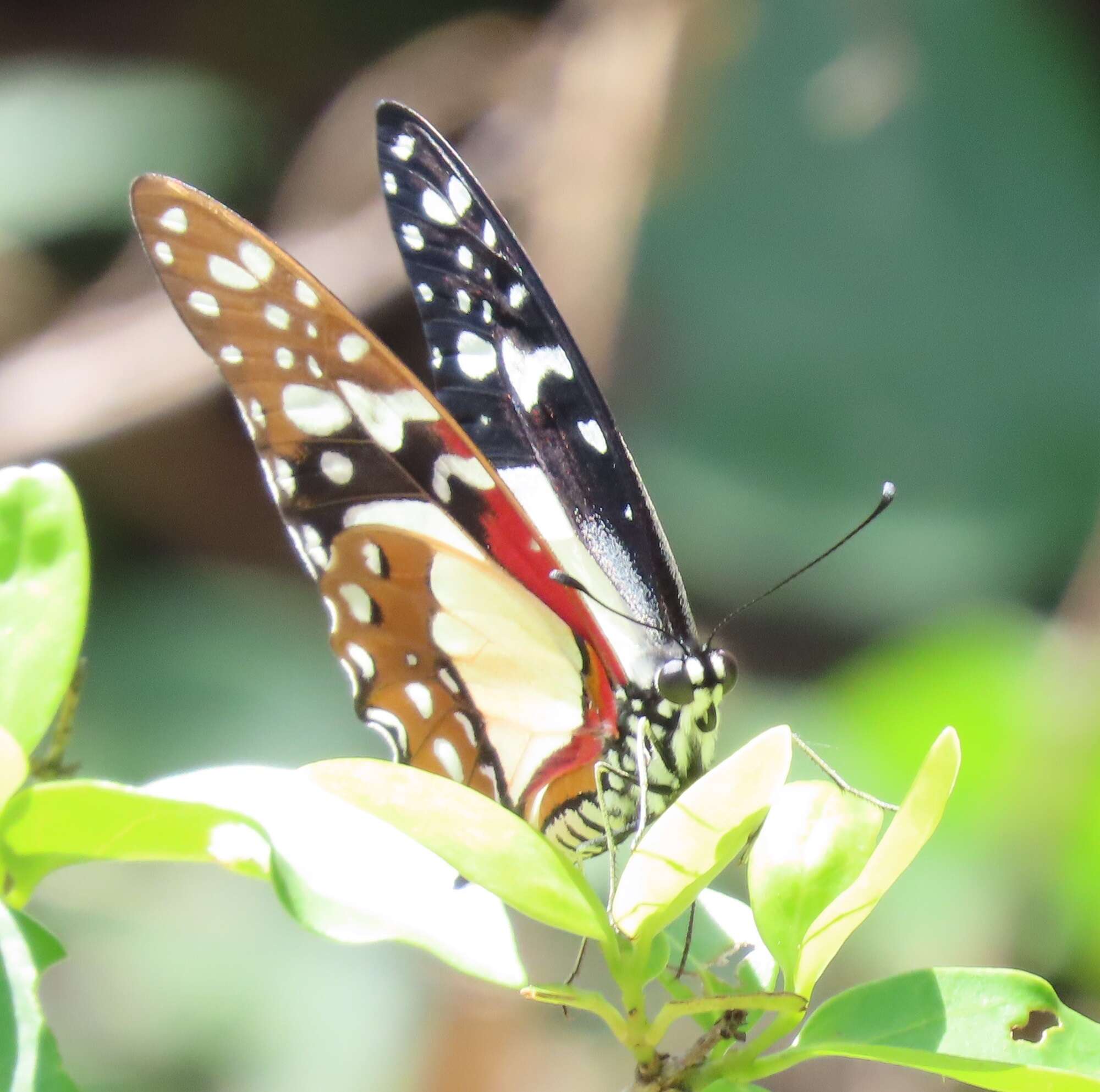 Image de Graphium angolanus (Goeze 1779)