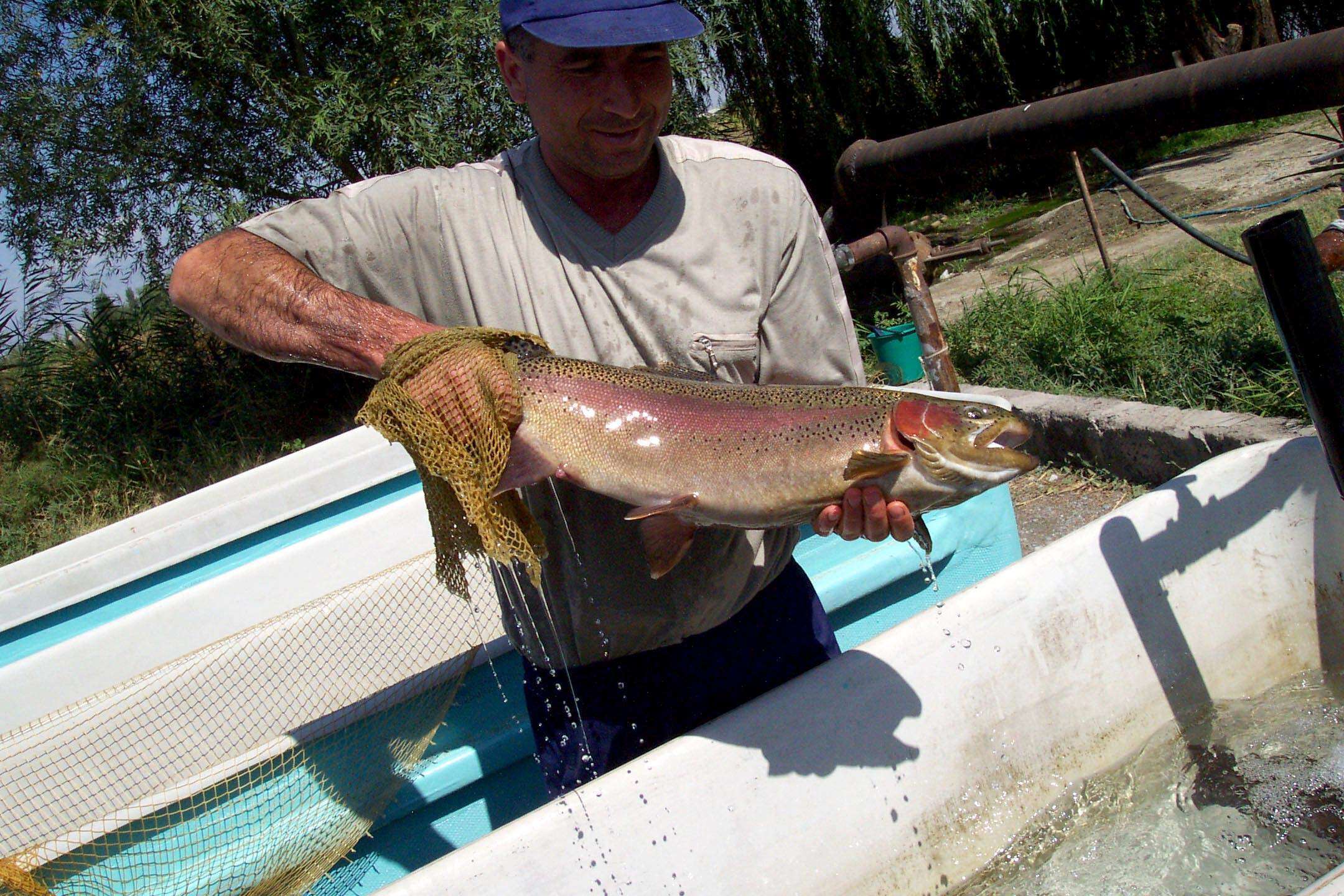 Image of Rainbow Trout