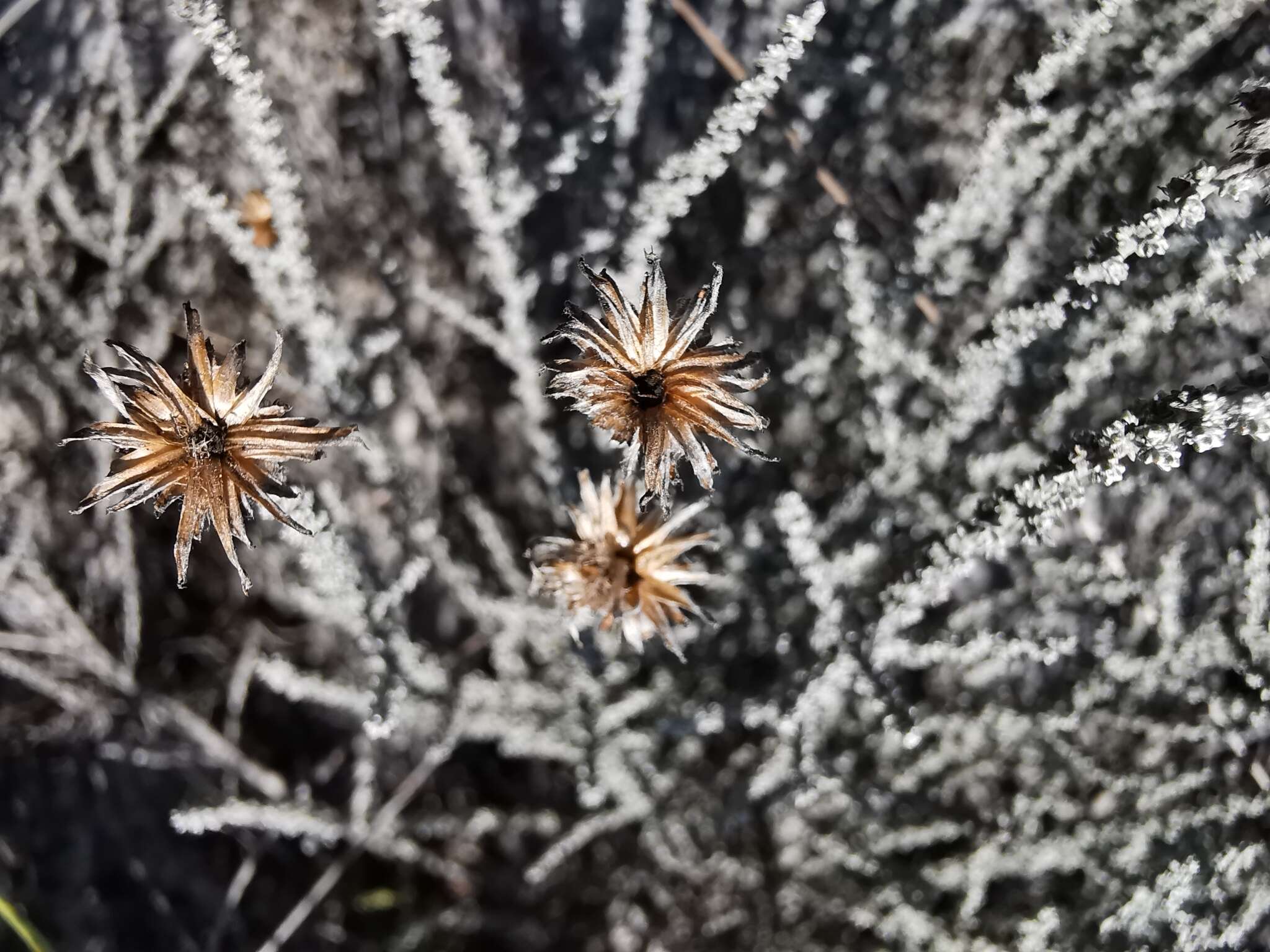 Image of Lachnospermum fasciculatum (Thunb.) Baill.