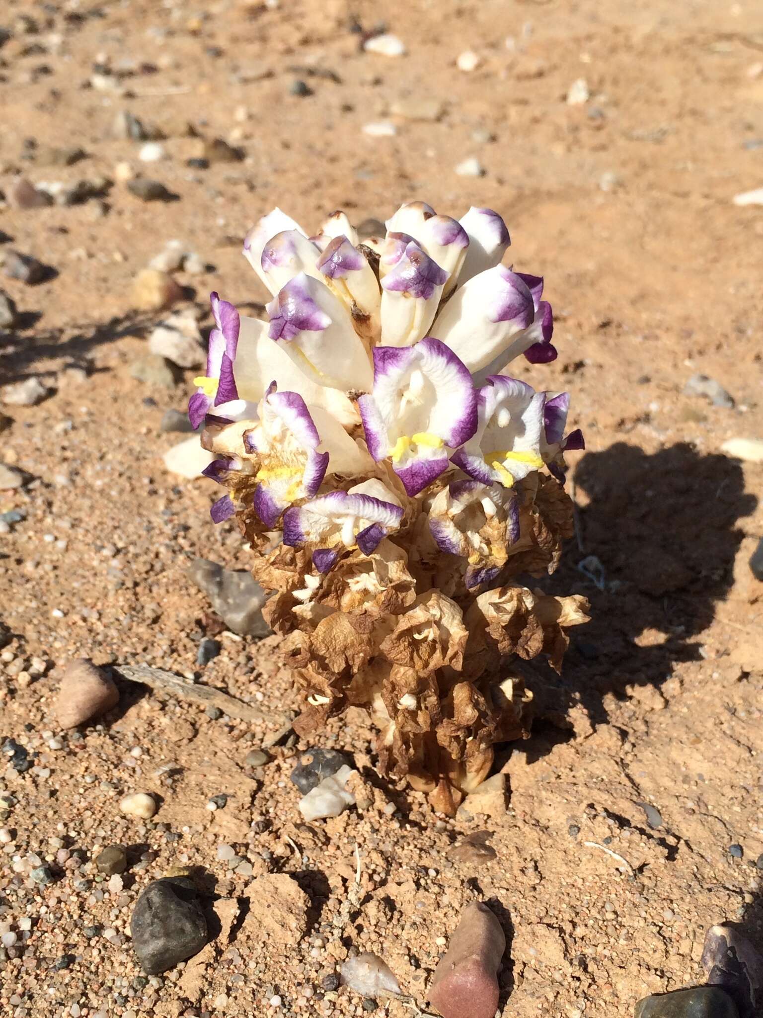 Image of desert broomrape