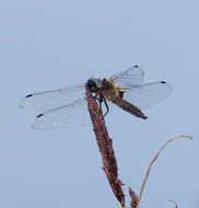 Image of Blue Chaser