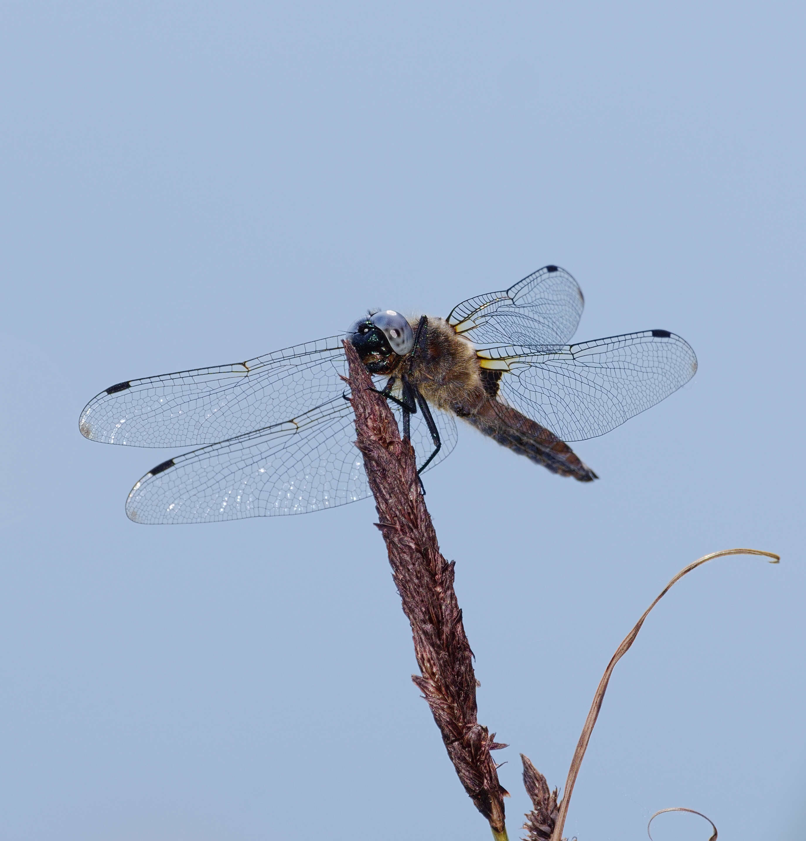 Image of Blue Chaser