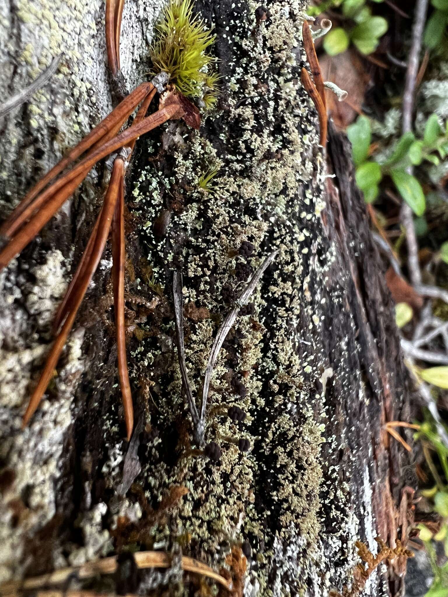 Plancia ëd Cladonia parasitica (Hoffm.) Hoffm.