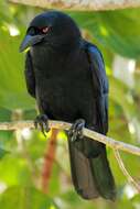 Image of White-necked Crow