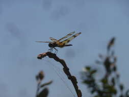 Celithemis eponina (Drury 1773) resmi