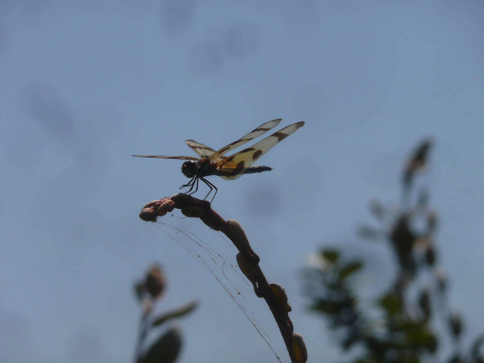 Celithemis eponina (Drury 1773) resmi