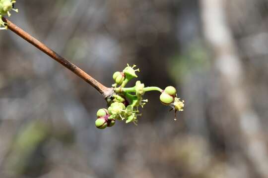 Image de Euphorbia schlechtendalii Boiss.