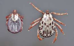 Image of Rocky Mountain Wood Tick