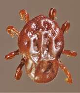 Image of Spinose ear tick