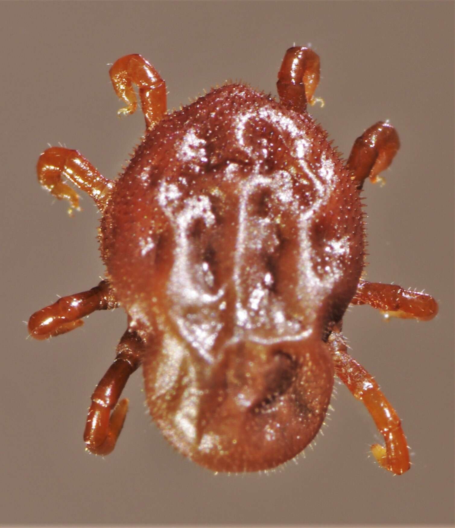 Image of Spinose ear tick