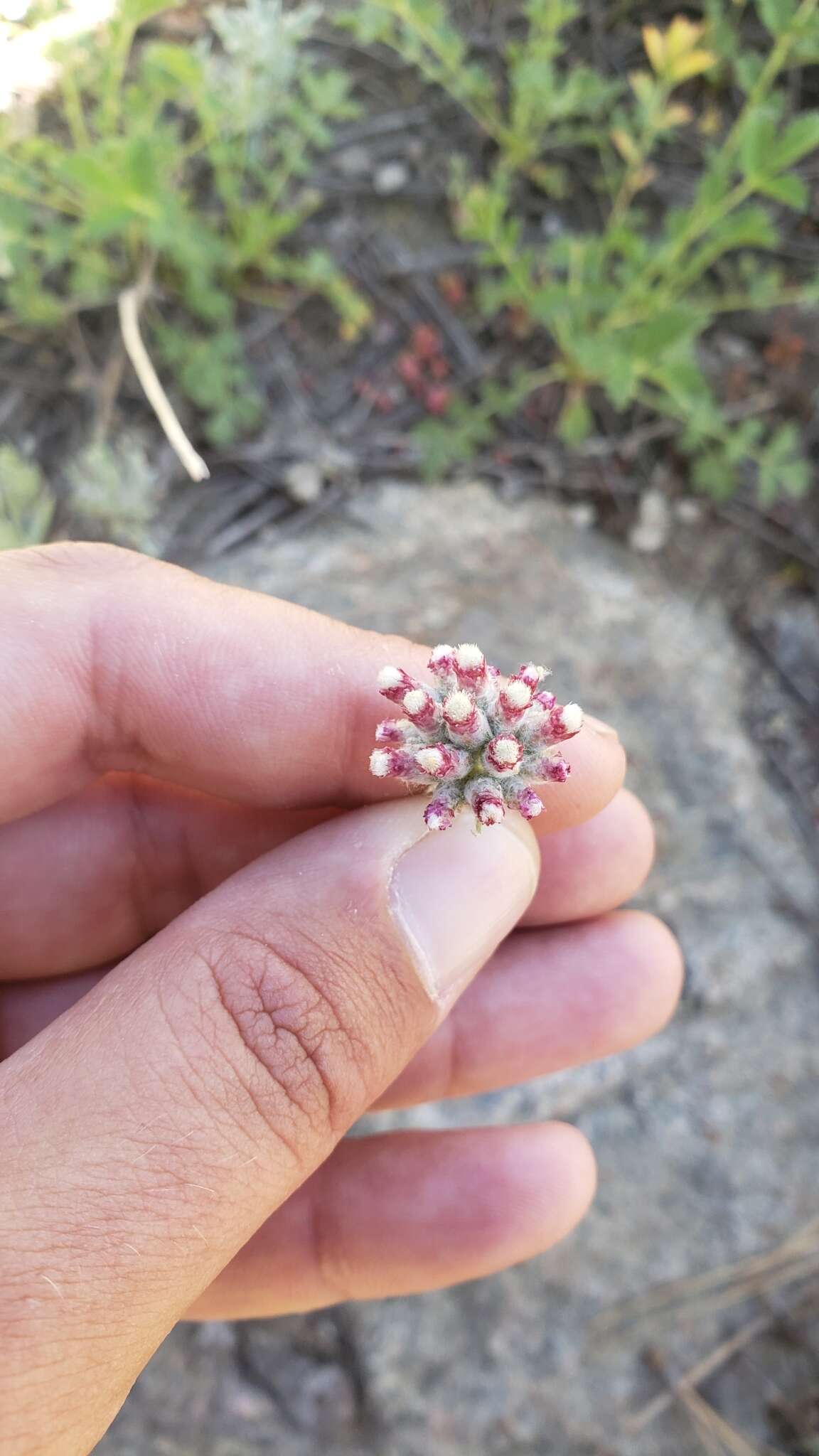 Image de Antennaria rosea subsp. rosea