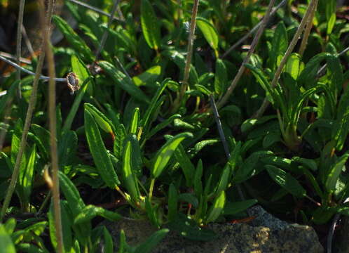 Image of entireleaf mountain-avens