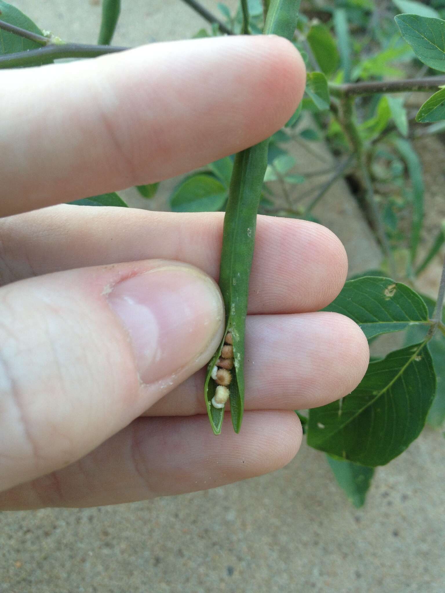 Слика од Hemiscola aculeata (L.) Rafin.