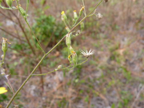 Imagem de Croptilon divaricatum (Nutt.) Rafin.