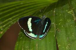 صورة Diaethria neglecta Salvin 1869