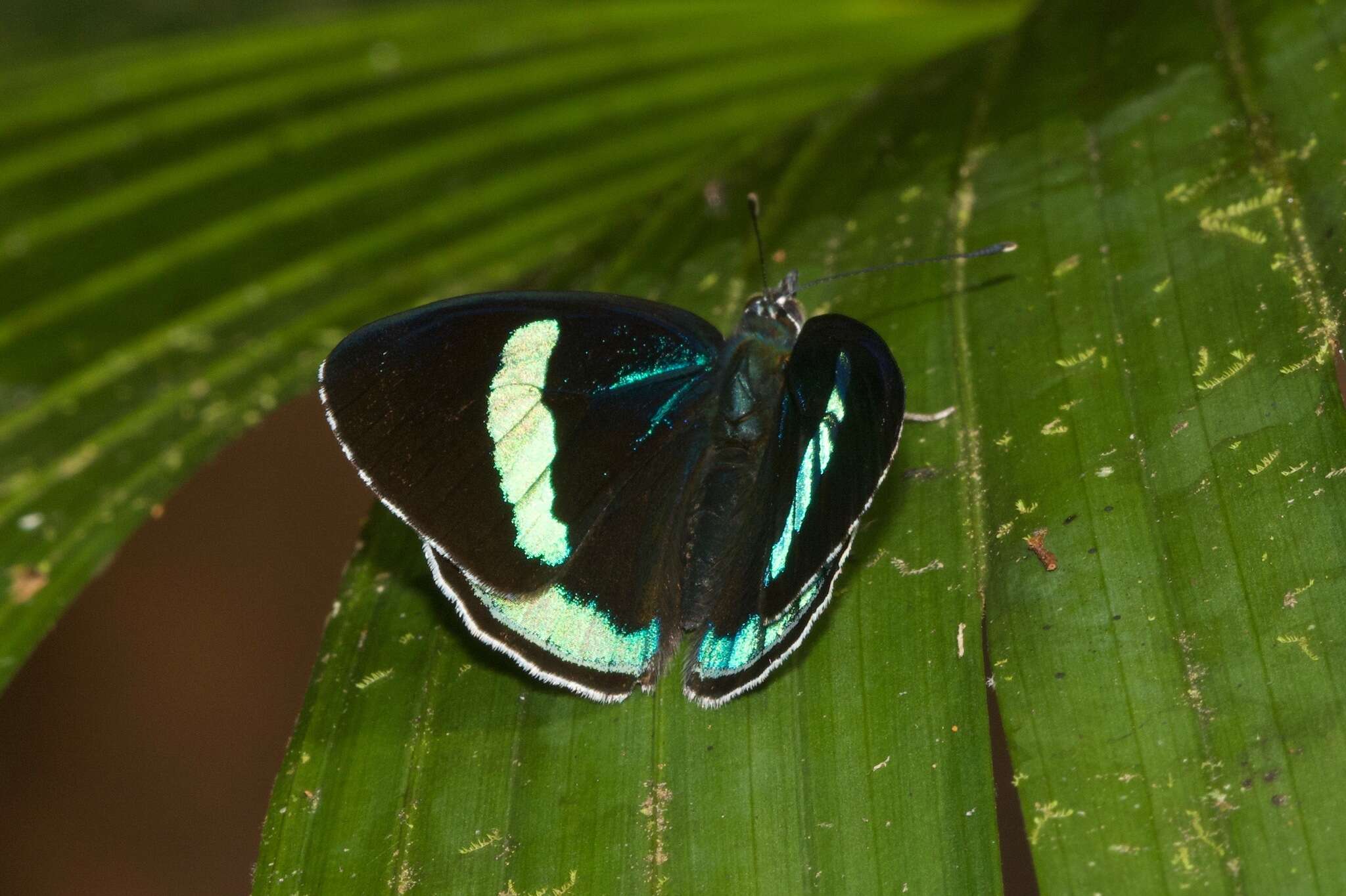 صورة Diaethria neglecta Salvin 1869