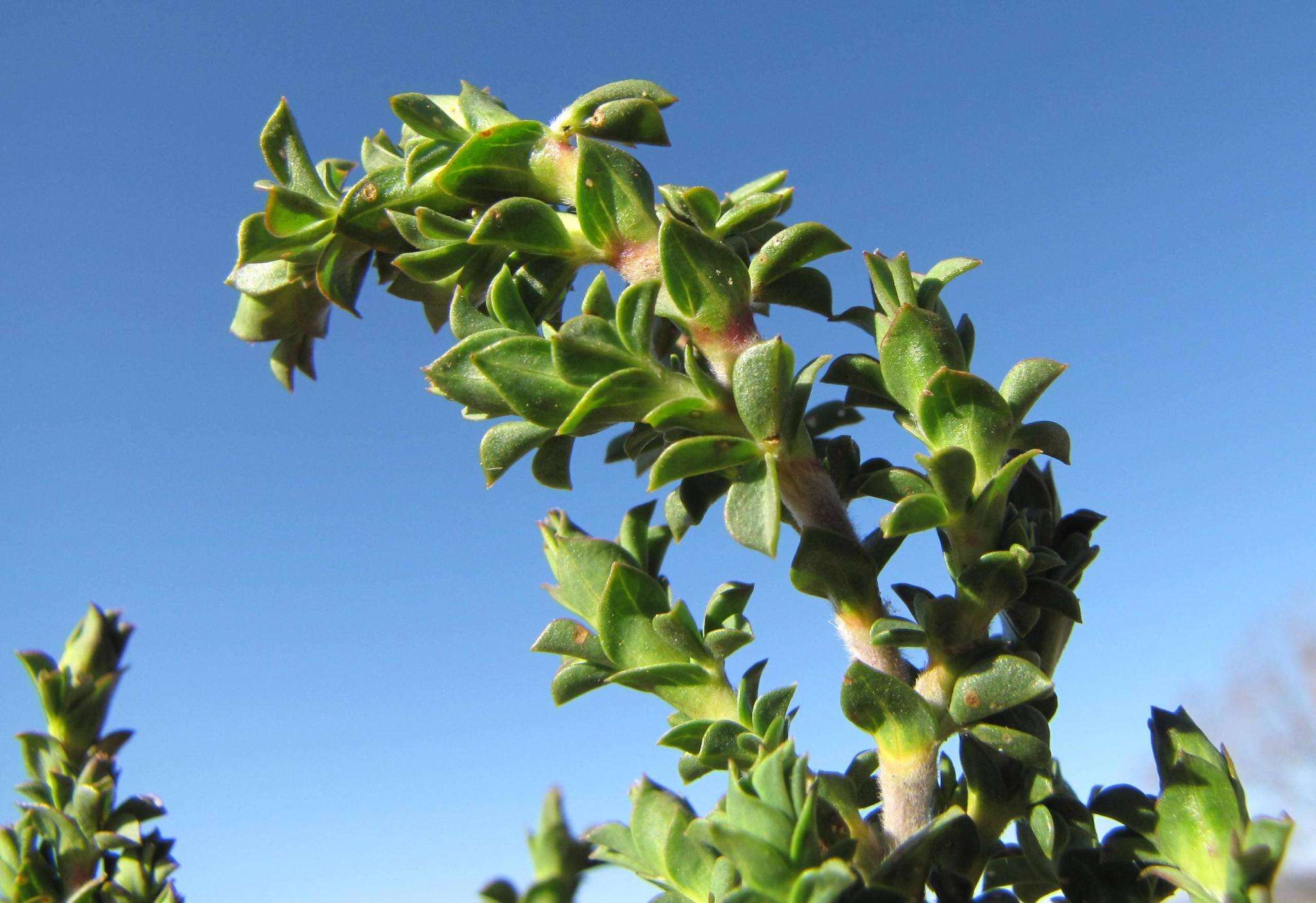 Image of <i>Polhillia involucrata</i>