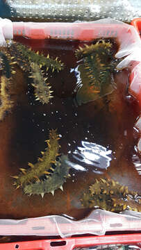 Image of sea cucumbers