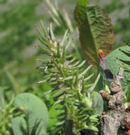 Image of Salix pseudodepressa A. Skvorts.