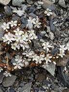 Image of Montia erythrophylla (Heenan) Heenan