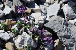 Image of Linaria alpina subsp. alpina