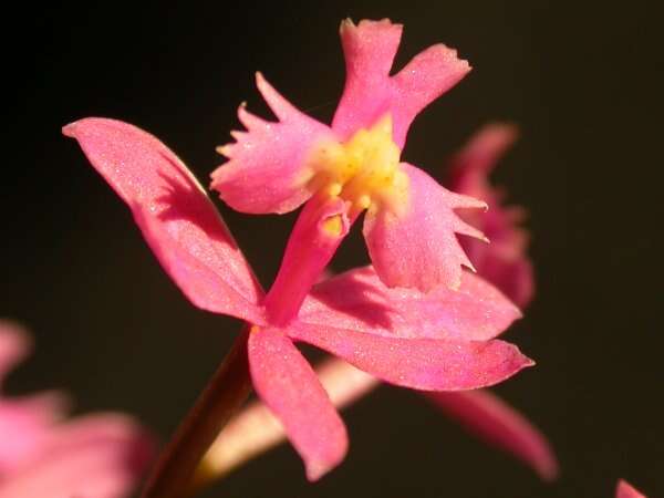 Image of Lopsided star orchid