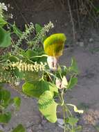 Image de Aristolochia argentina Griseb.