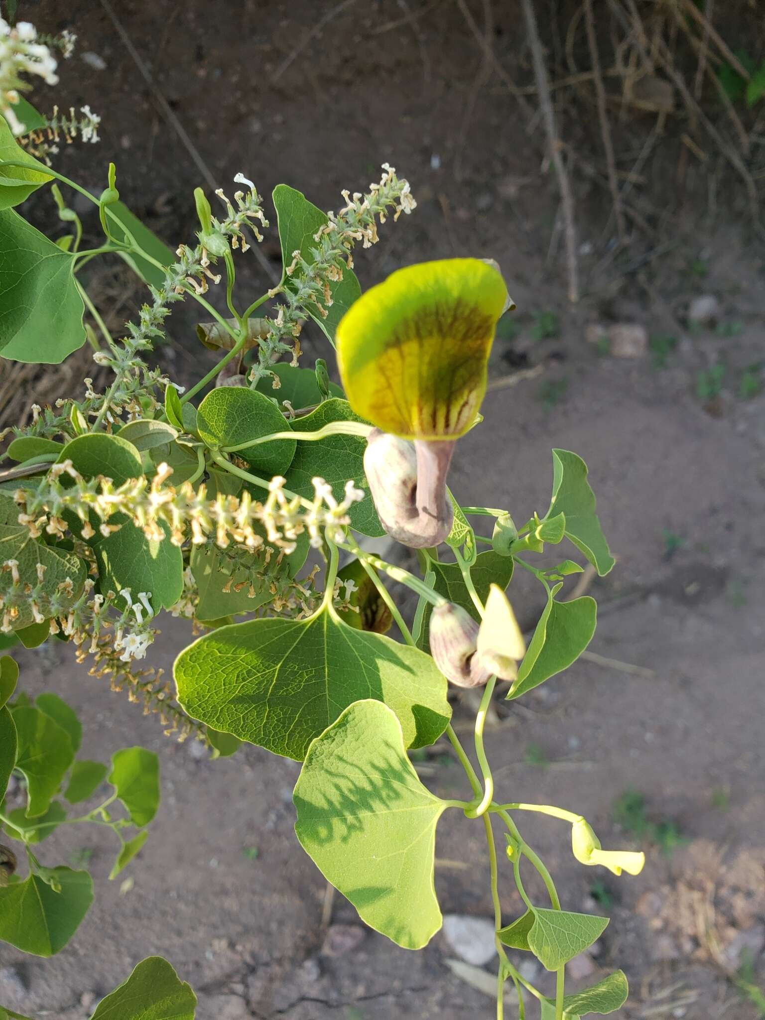 Image de Aristolochia argentina Griseb.