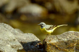 Image of Grey Wagtail