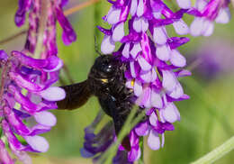 Image of Carpenter bee