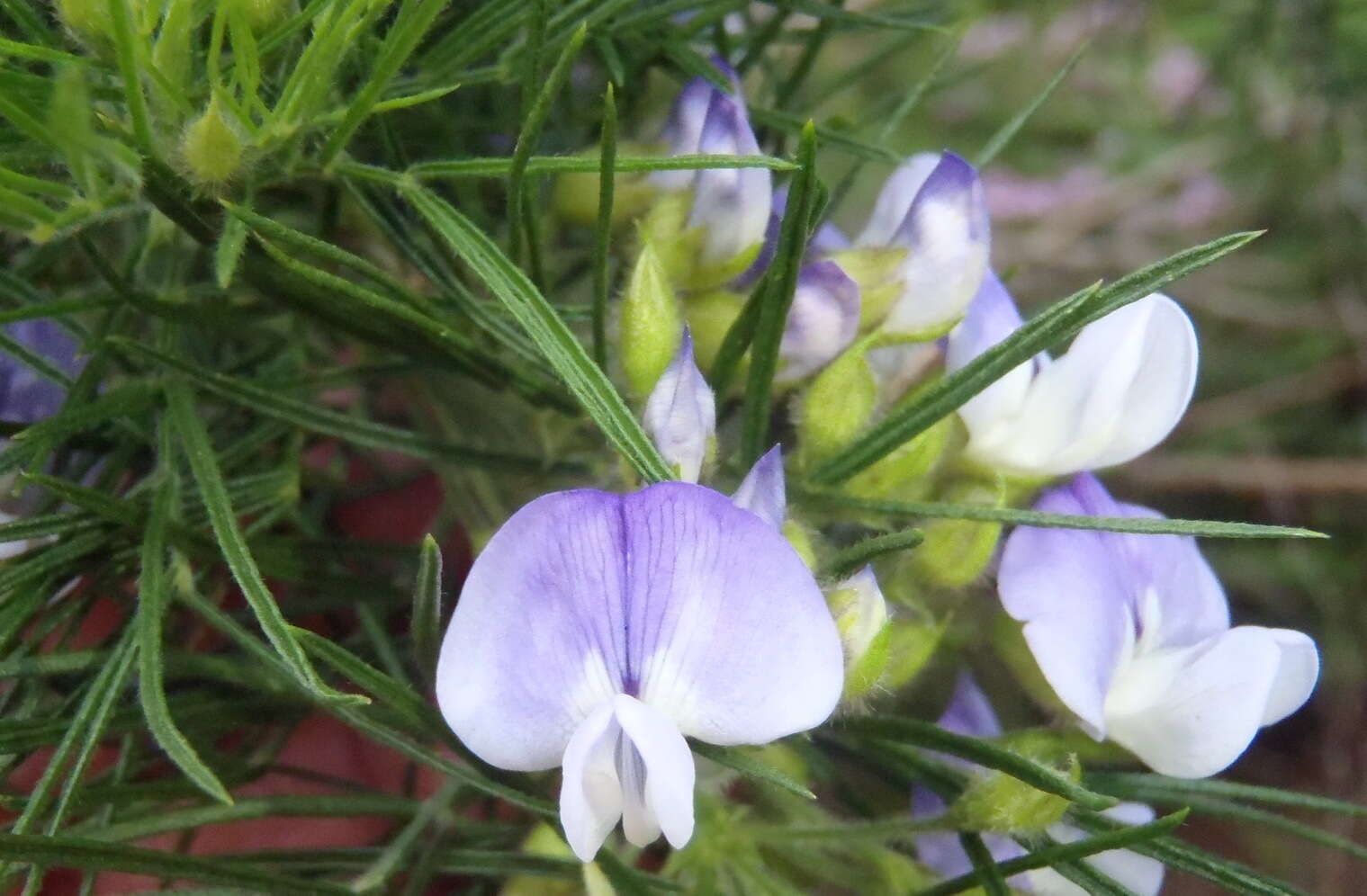 Image of Psoralea montana