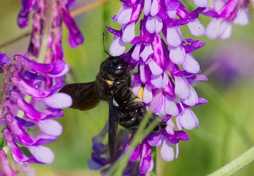 Imagem de Xylocopa violacea (Linnaeus 1758)