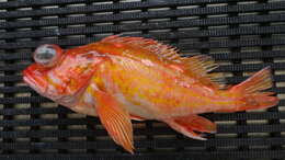 Image of Rosethorn rockfish