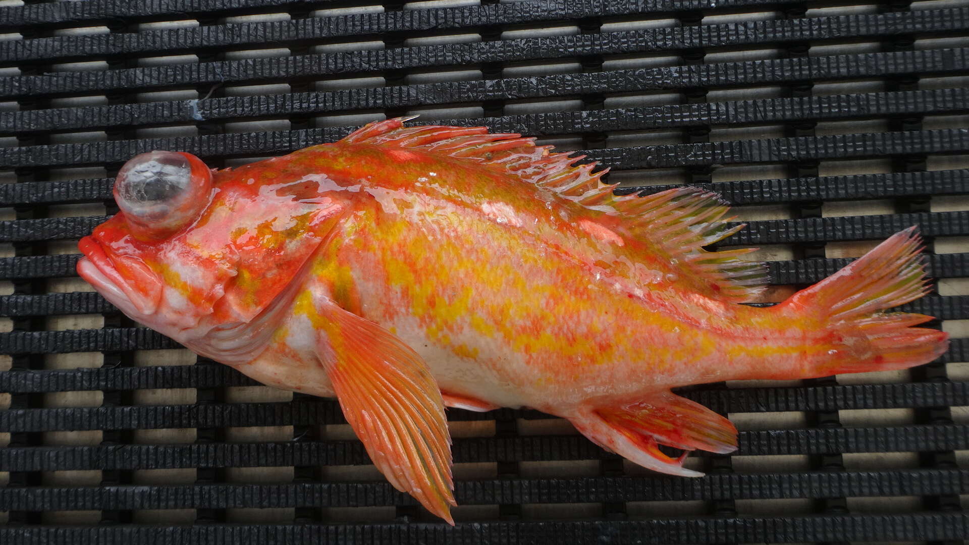 Image of Rosethorn rockfish